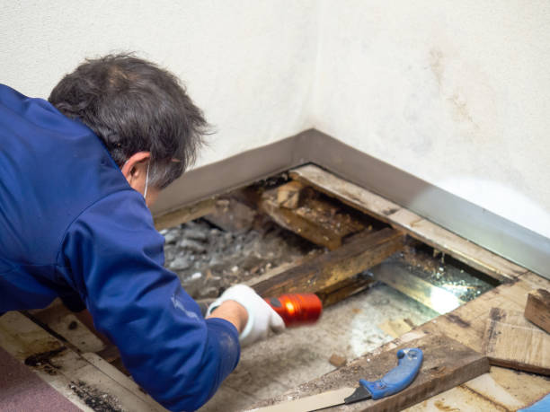 Best Industrial Mold Remediation in Wayne, MI