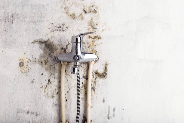 Best Localized Mold Remediation (e.g., coastal areas, humid climates) in Wayne, MI