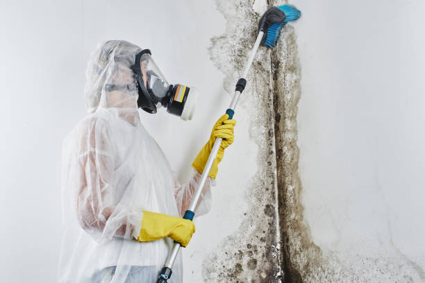 Best Crawl Space Mold Remediation in Wayne, MI