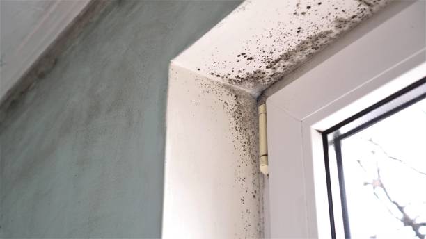 Best Post-Flood Mold Remediation in Wayne, MI