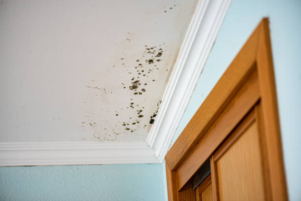 Best Mold Testing and Inspection Services in Wayne, MI
