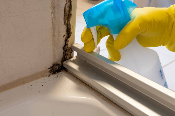 Best White Mold Remediation in Wayne, MI