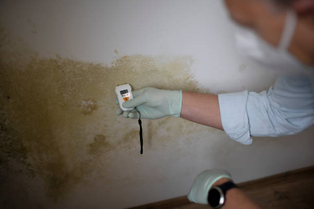 Best Emergency Mold Remediation in Wayne, MI