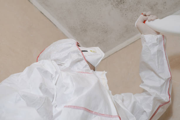 Best Attic Mold Remediation in Wayne, MI