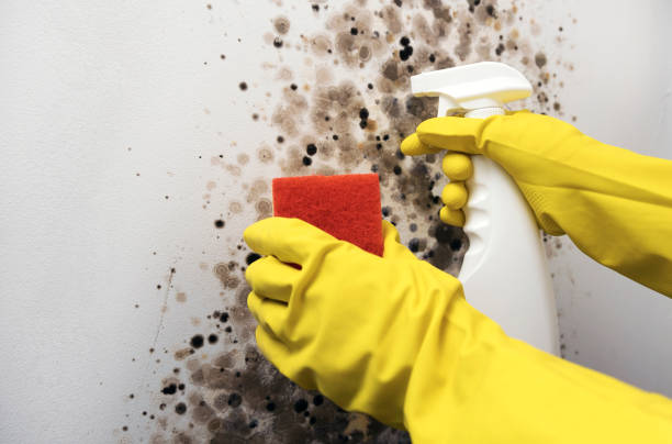 Best Insurance-Related Mold Remediation in Wayne, MI