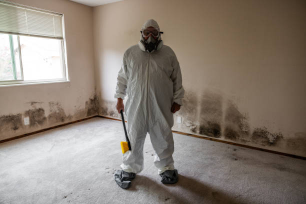 Best Basement Mold Remediation in Wayne, MI