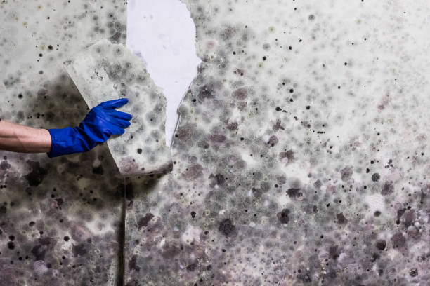 Best Mold Remediation for Schools in Wayne, MI