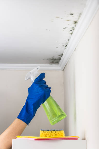 Best HVAC Mold Remediation in Wayne, MI